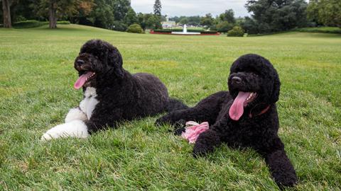 Hillary Clinton Knows a Thing or Two About Presidential Pets