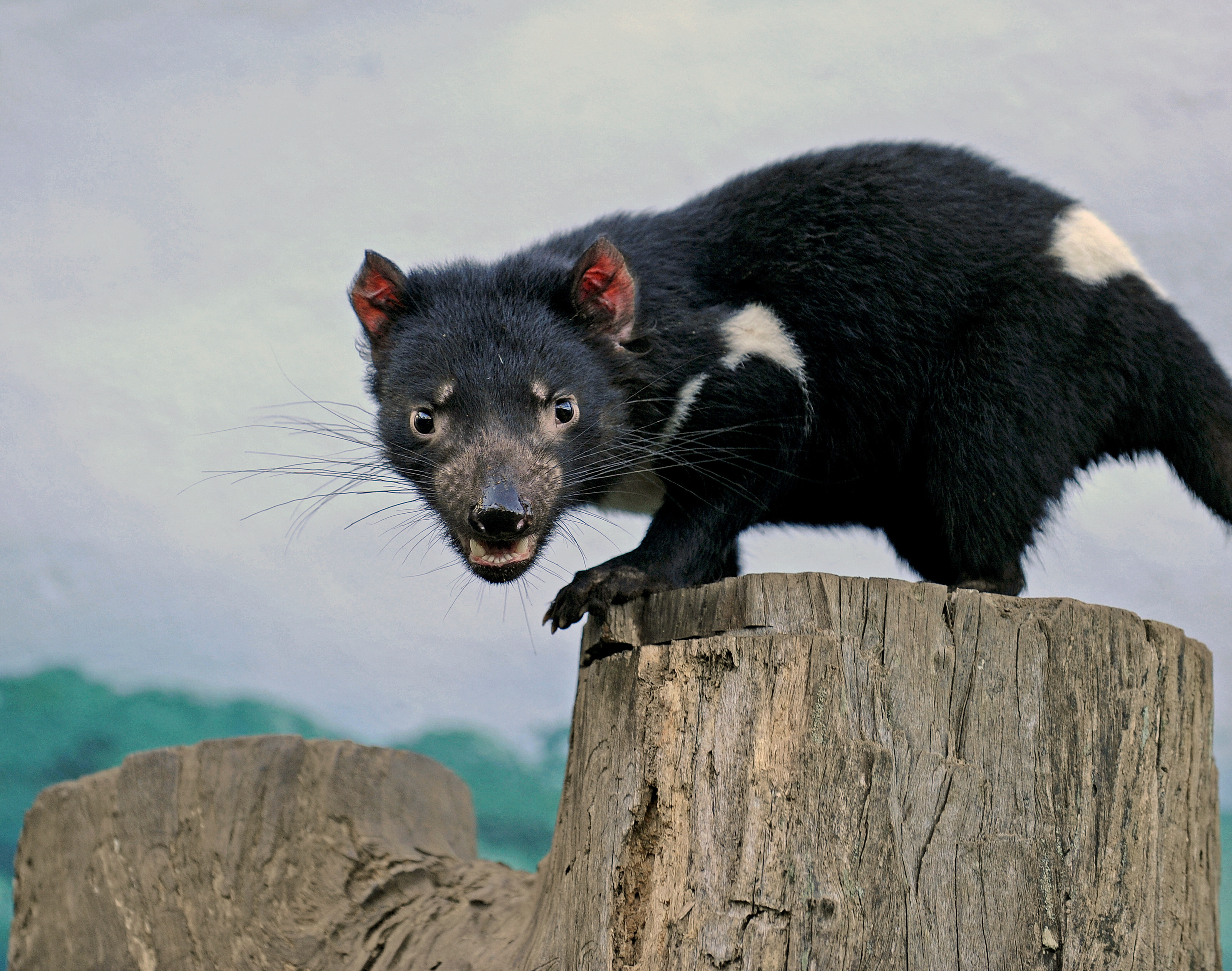 Tasman devil