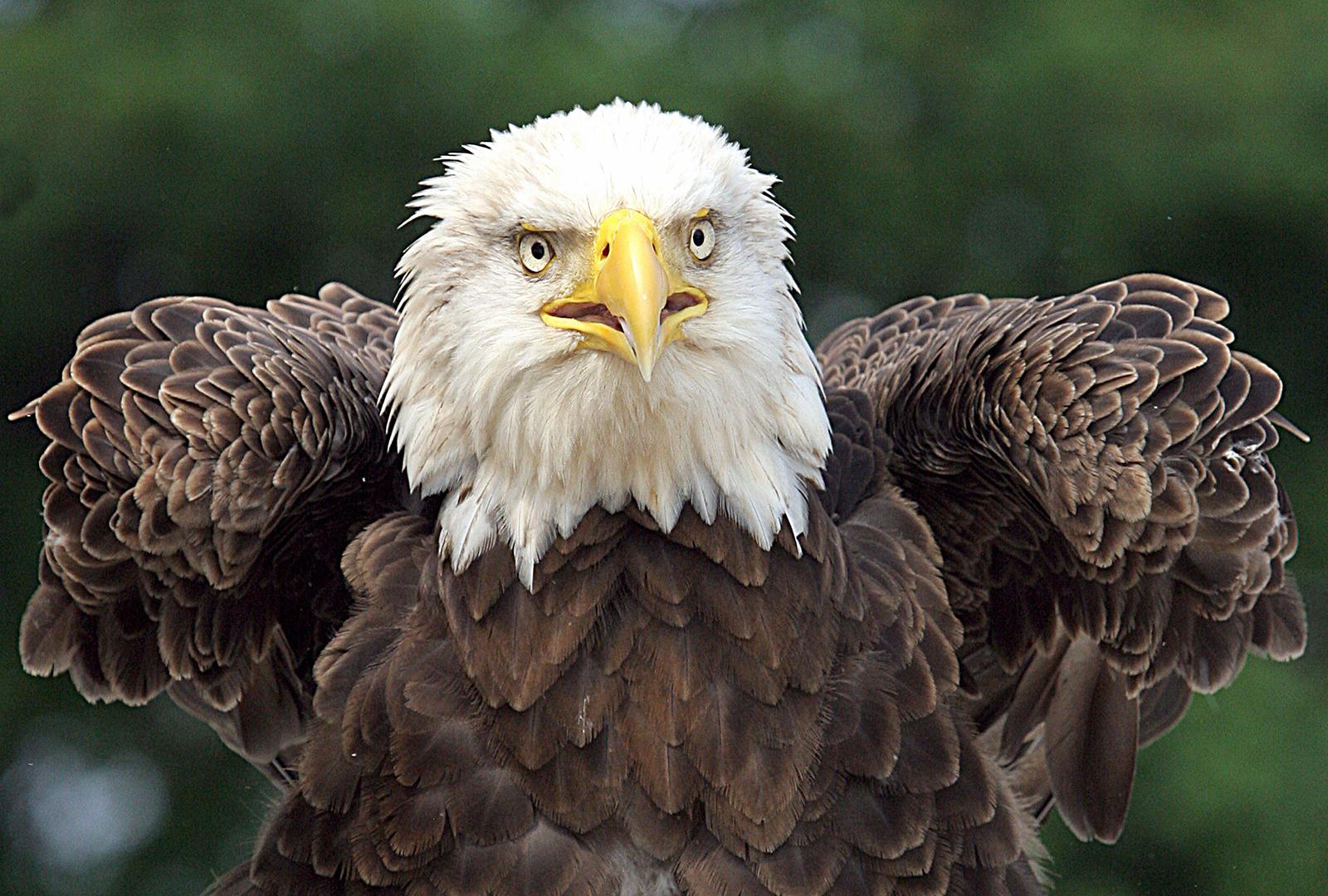 Bald Eagles in Washington, D.C.