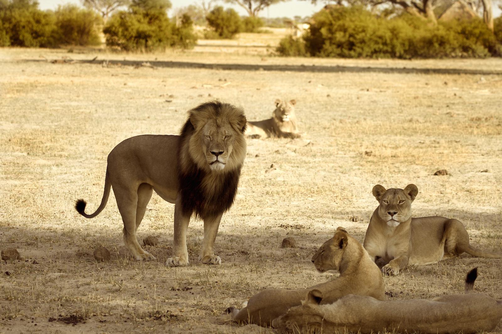Obama Wildlife Agency "˜Deeply Concerned' with Killing of Cecil the Lion - Vimarsana News