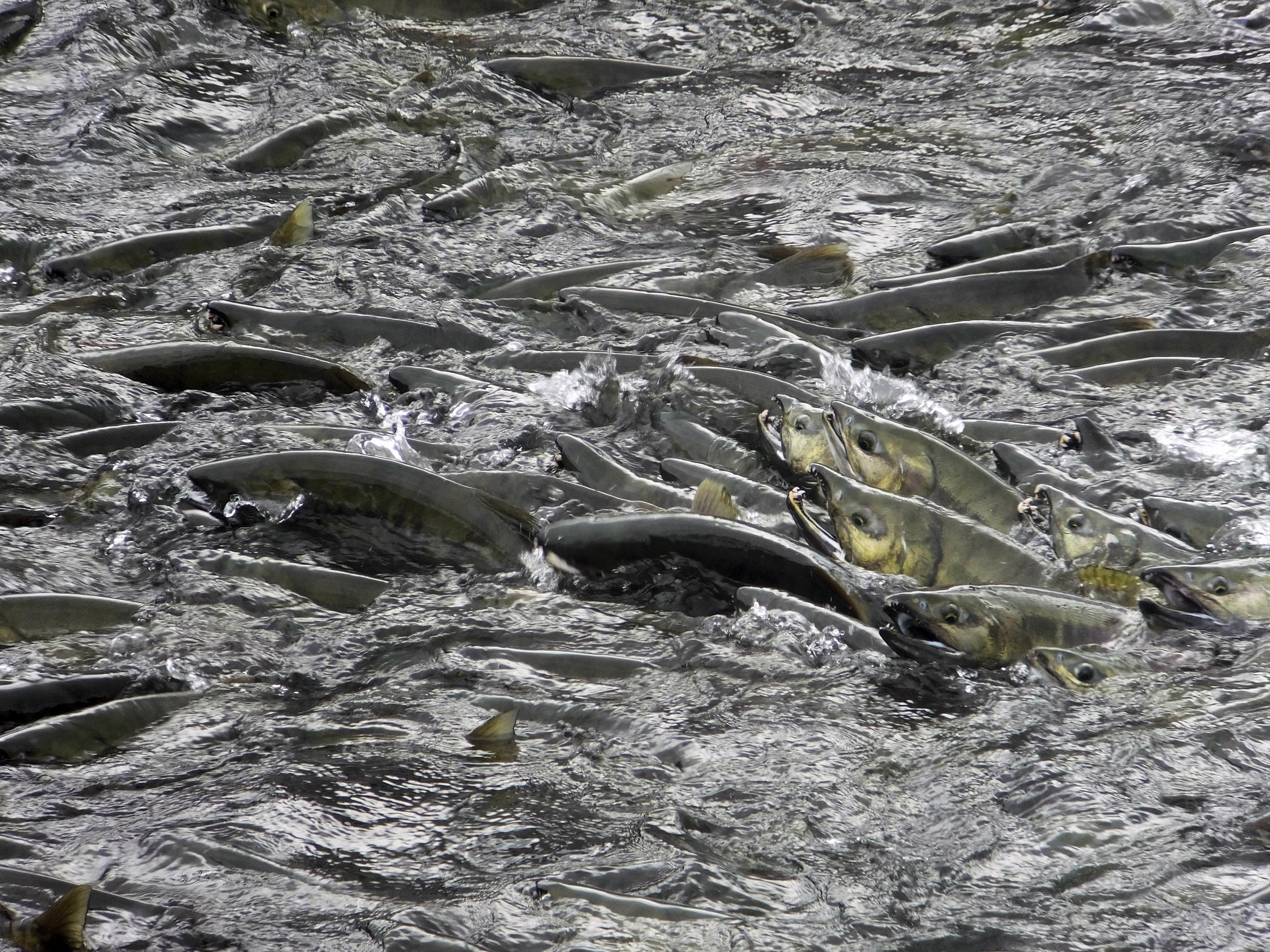 Почему во время нереста рыб. Мурманск нерест горбуши. Тихоокеанский лосось миграция. Нерестовая миграция лосося. Атлантический лосось нерест.