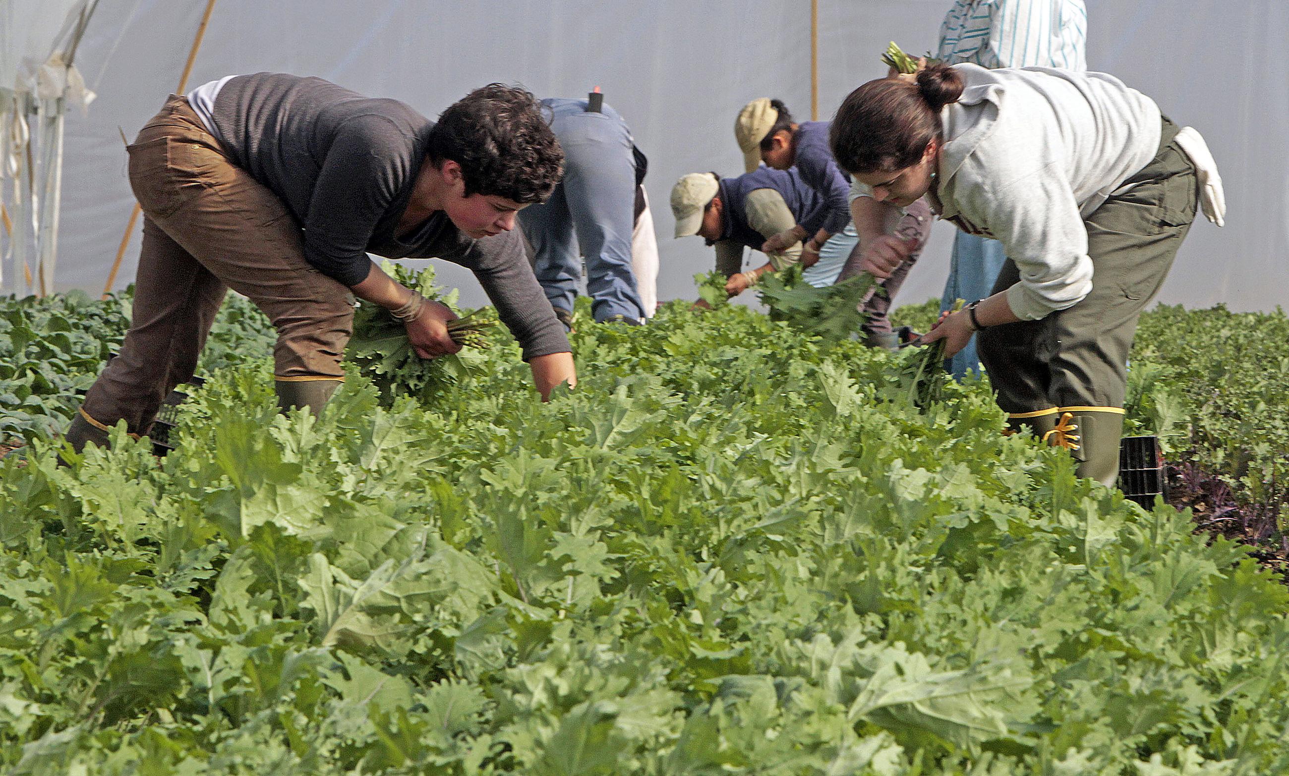 FILE - In this May 7, 2012 file photo, workers harvest greens at Pete's Greens in Craftsbury, Vt. (AP Photo/Toby Talbot)