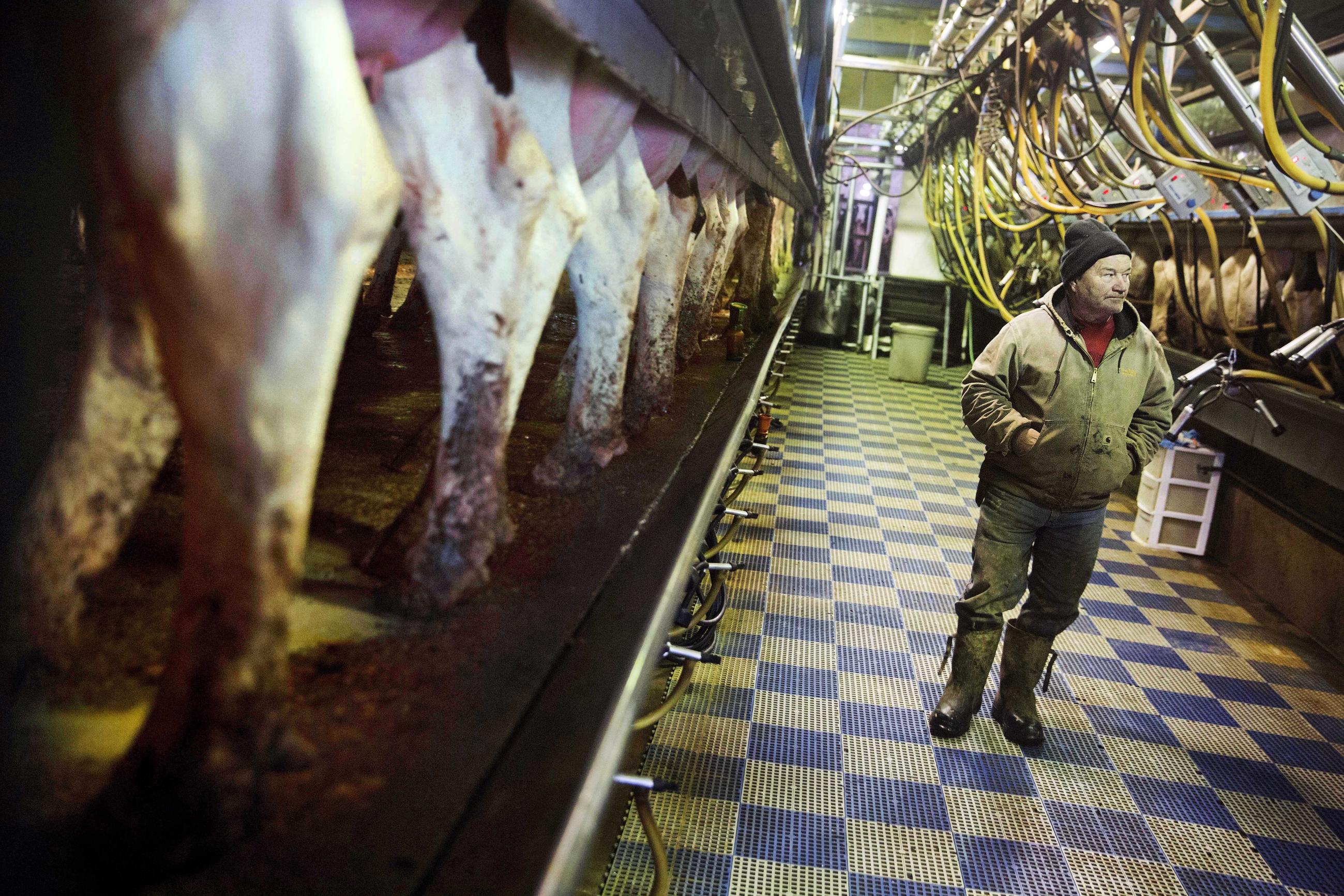 Bernard Moravits inspects cows being milked at his farm in Bloomington, Wis., Thursday, Jan. 19, 2017. Moravits does have several choice words for President Donald Trump's move to build "his stupid wall" and deport Hispanic laborers. He thinks it's demeaning to hard-working people. He has Hispanic workers who have been with him 15 years. He built them apartments. He trusts them to do a dirty, difficult job that he said white people aren't willing to do anymore. "A lot of people don't treat them like people," he grumbled. (AP Photo/David Goldman)