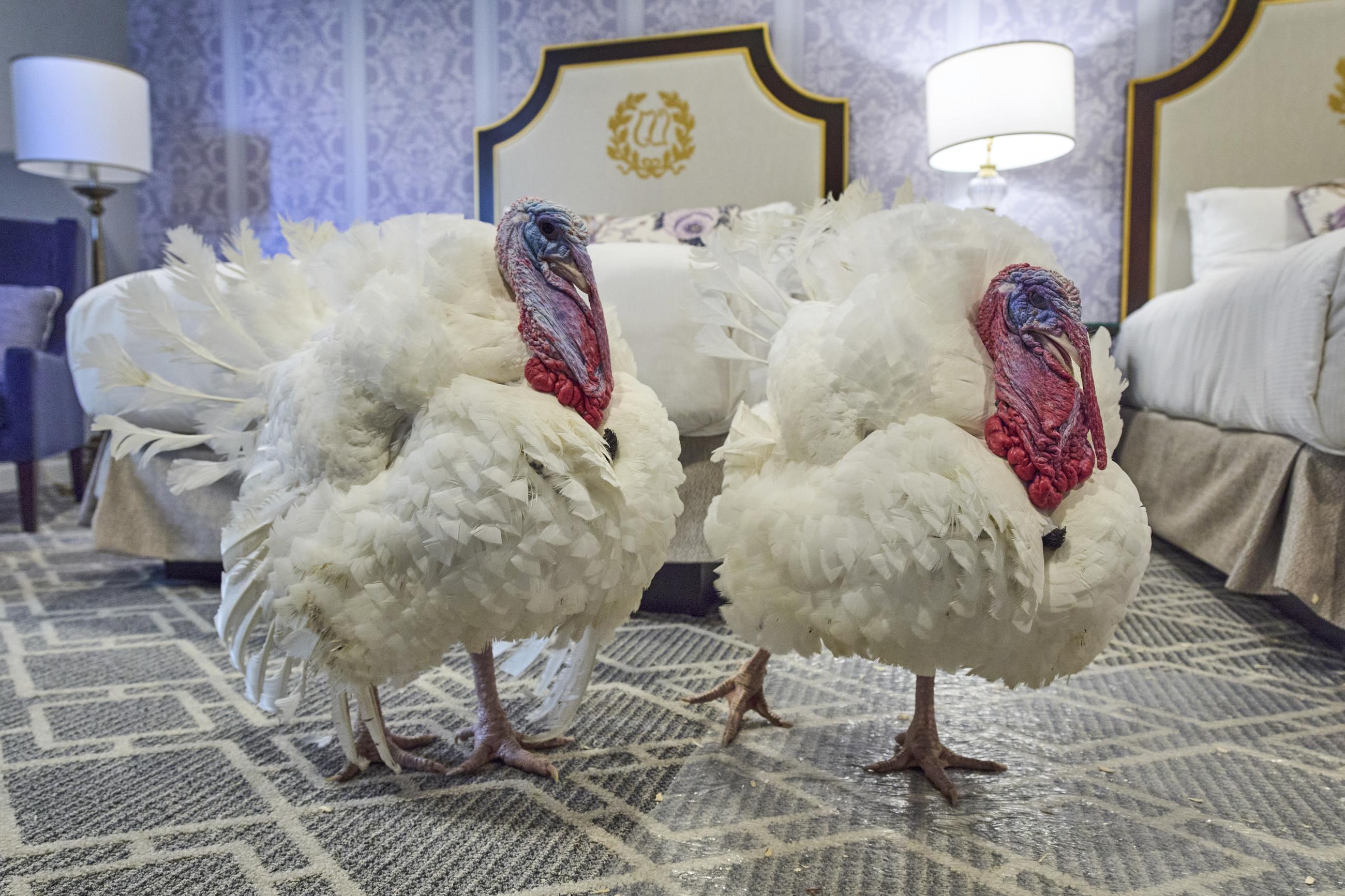 Turkeys Waddle and Gobble, who will receive a Presidential Pardon at the White House ahead of Thanksgiving, enjoy their hotel room at the Willard InterContinental Hotel, in Washington, Monday, Nov. 24, 2025. (AP Photo/Jacquelyn Martin)