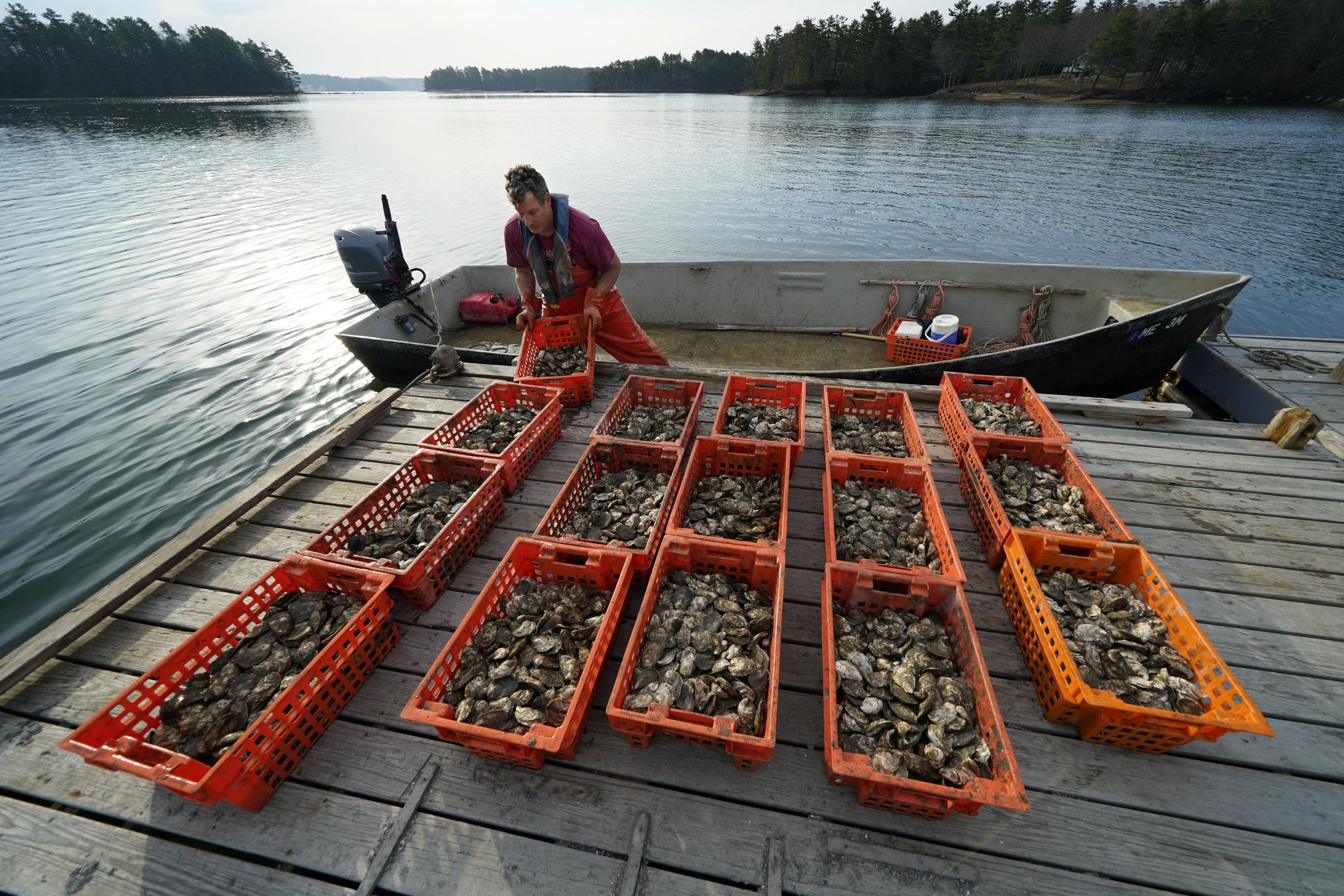 An oyster farmer in Maine in 2021. Maine Senate candidate Graham Platner's background as an oyster farmer wasn't enough for him to win over working-class voters. (AP Photo/Robert F. Bukaty)